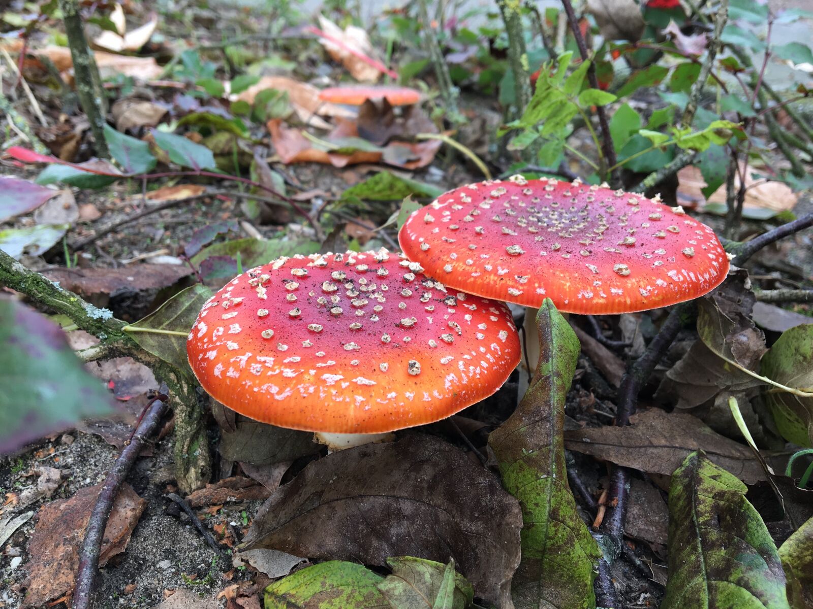 iPhone 6s back camera 4.15mm f/2.2 sample photo. Autumn, mushrooms photography