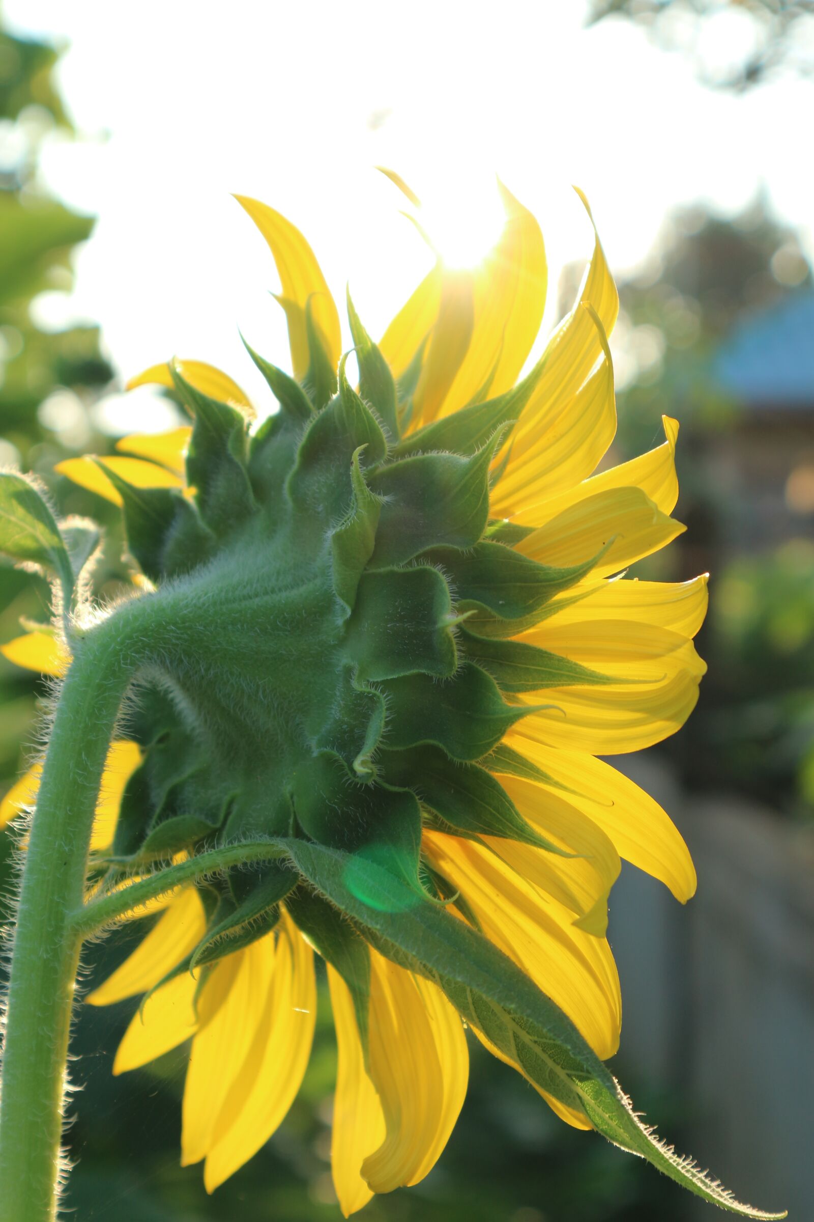 Canon EOS M10 sample photo. Sunflower, yellow, flowers photography
