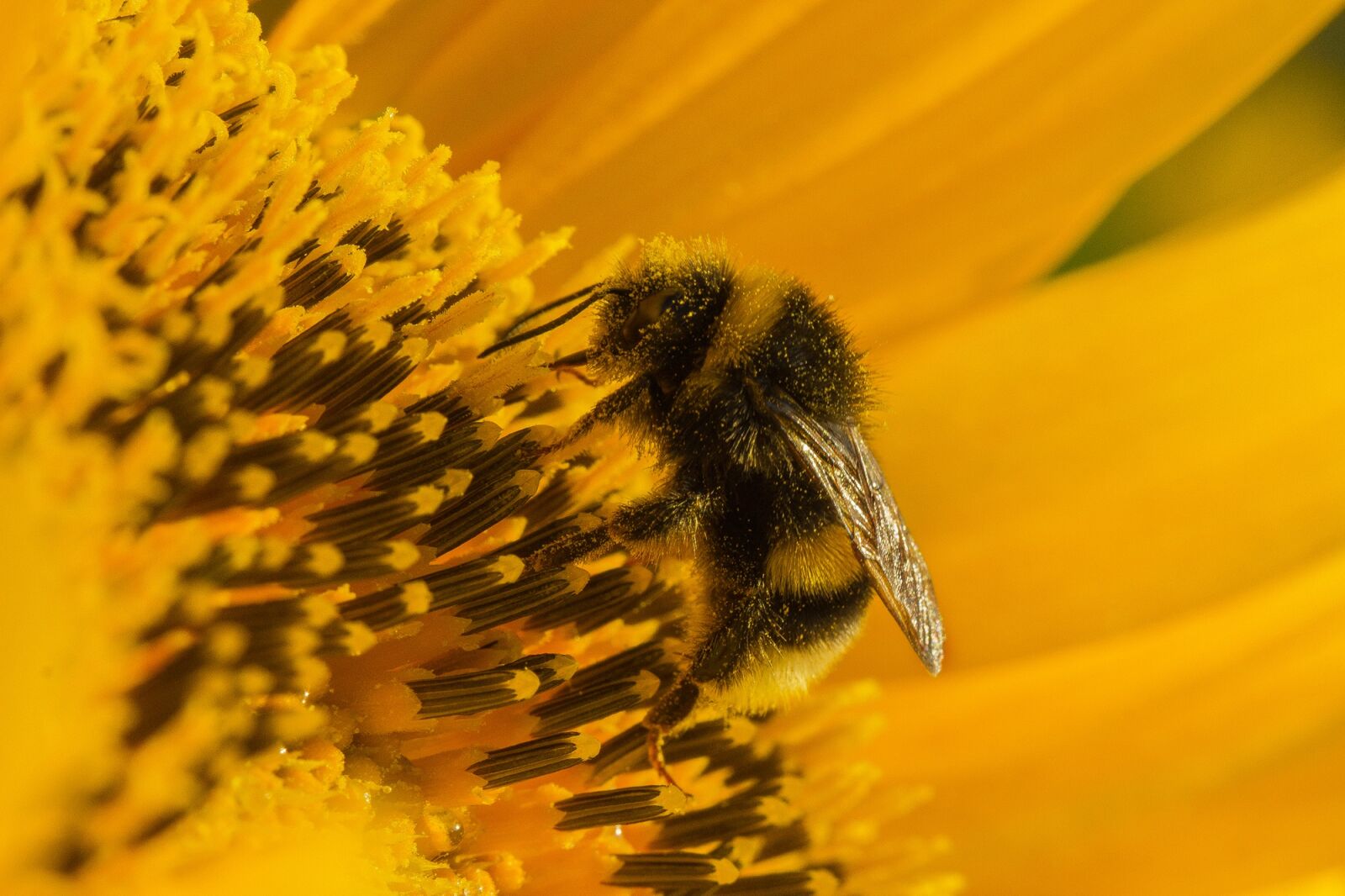 Canon EF 100mm F2.8L Macro IS USM sample photo. Sunflower, blossom, bloom photography