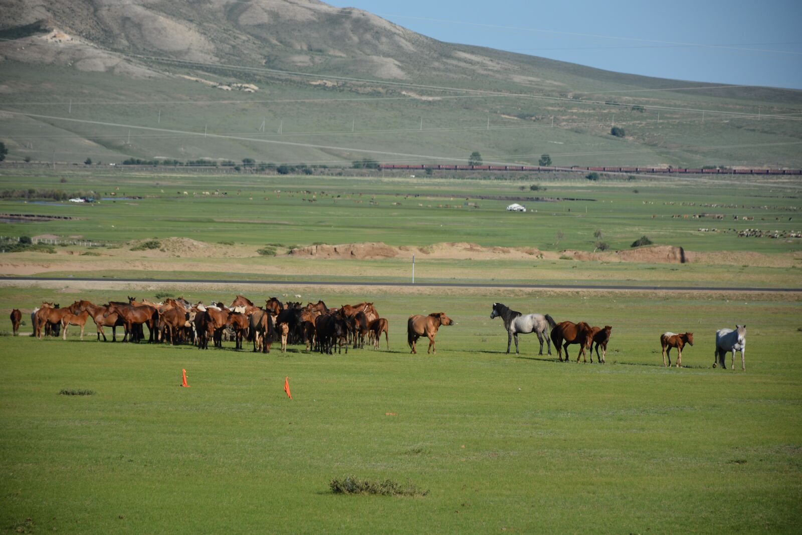 Nikon D7100 sample photo. Horses, countryside, livestock photography