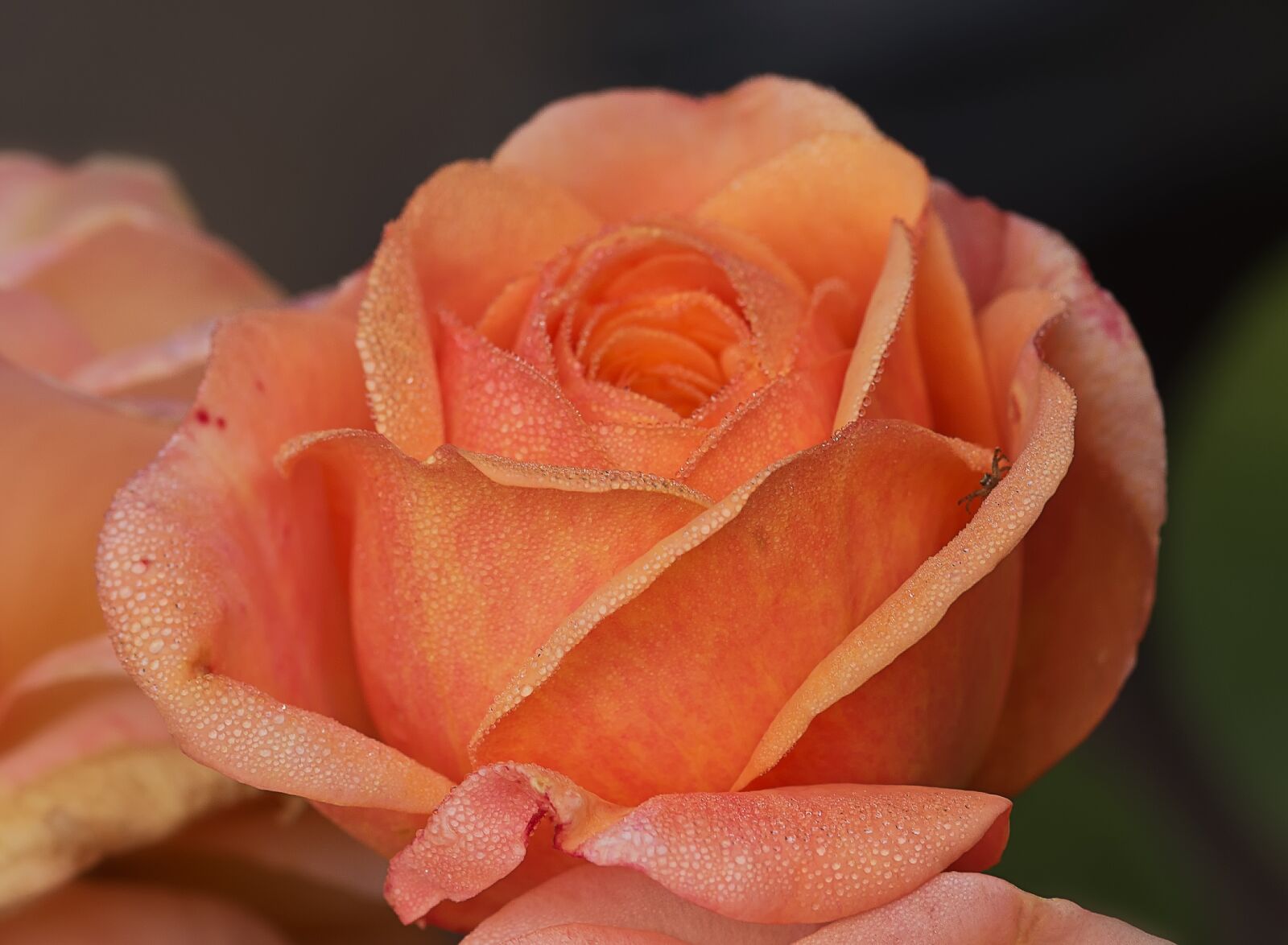 Canon EOS 60D sample photo. Nature, flowers, roses photography