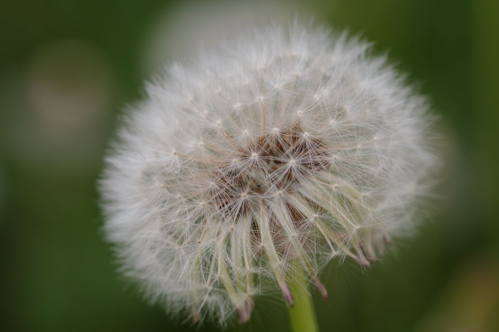 Canon EOS 70D sample photo. Dandelion, flower, seeds photography