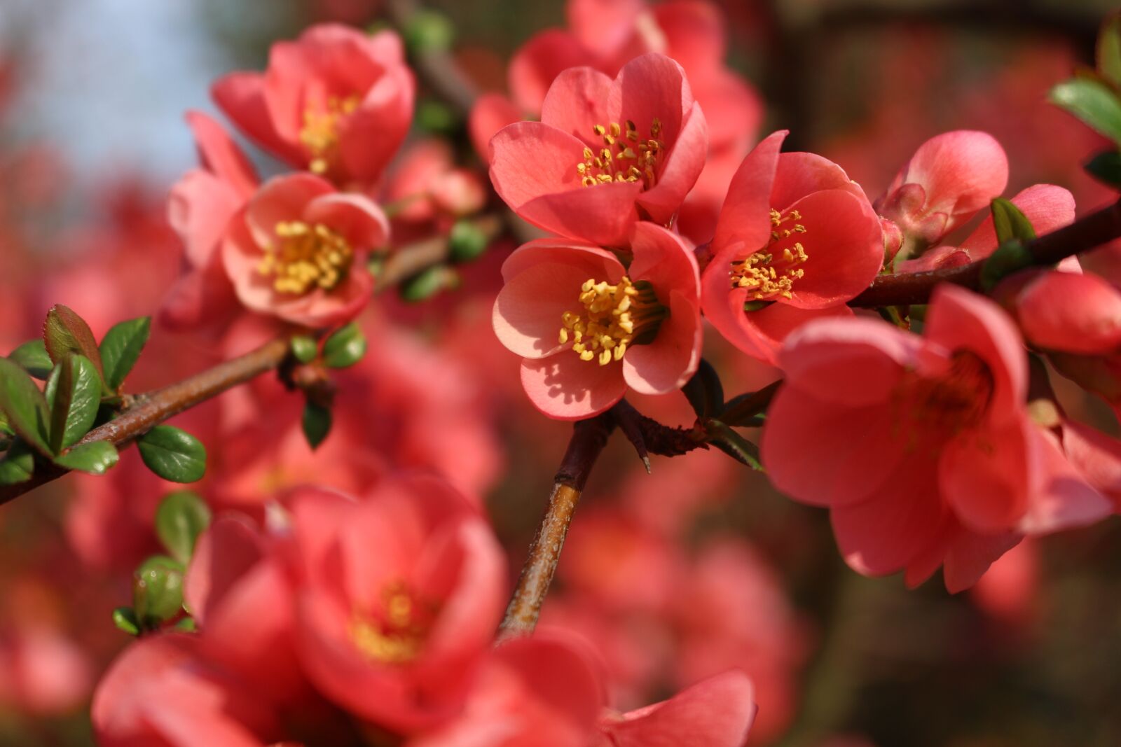 Canon EOS 100D (EOS Rebel SL1 / EOS Kiss X7) sample photo. Flora, nature, spring photography