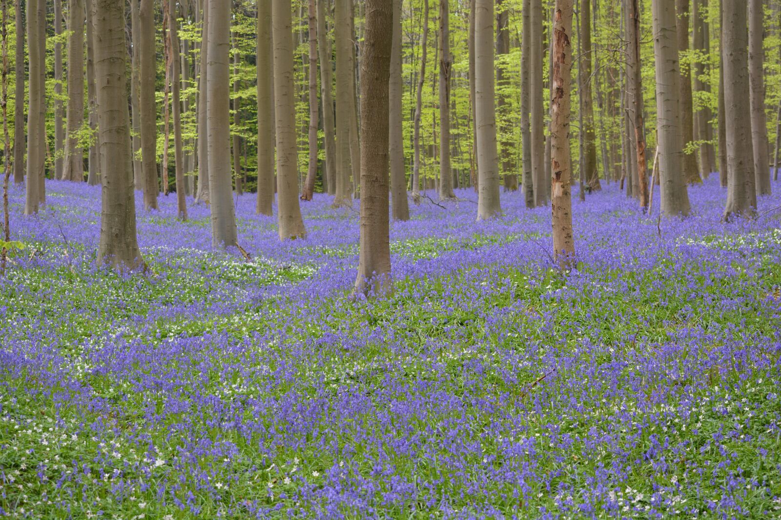 Nikon D5200 sample photo. Hallerbos, flowers, bluebell photography