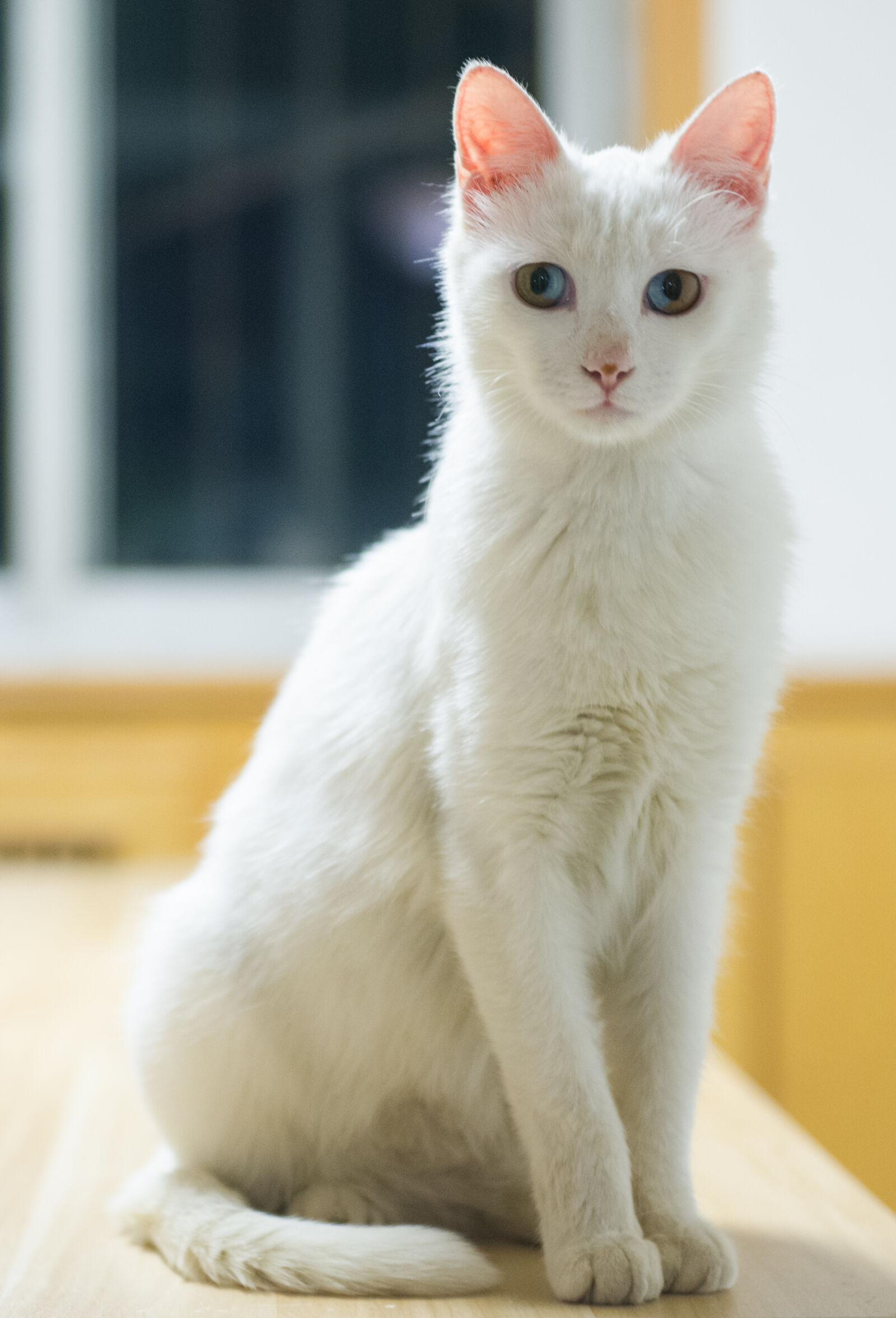 Nikon AF-S Nikkor 24-70mm F2.8G ED sample photo. Cats, mysterious photography