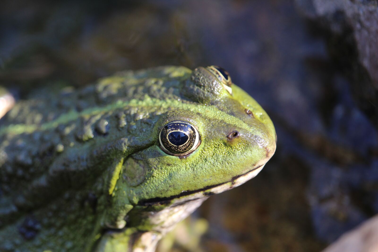 Canon EOS 1200D (EOS Rebel T5 / EOS Kiss X70 / EOS Hi) sample photo. Frog, amphibian, animal photography