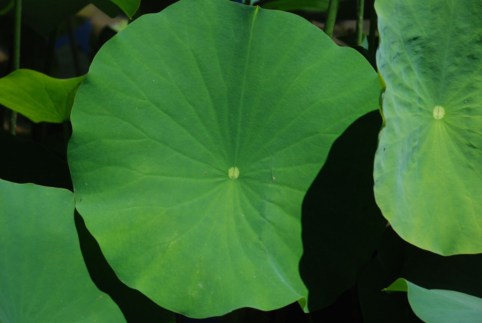 Nikon D80 sample photo. Lotus, leaf, nature photography