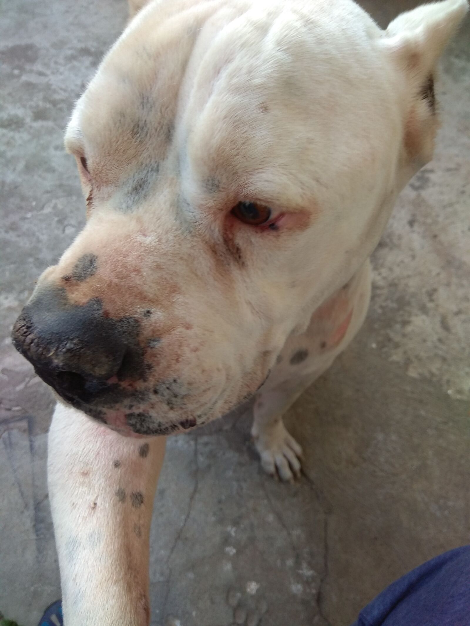 Xiaomi Redmi Note 4 sample photo. Dog, animal, white photography