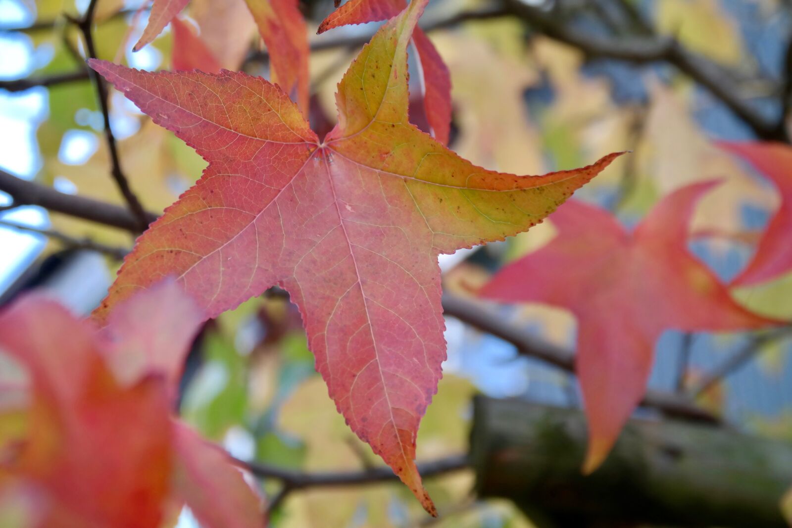 Samsung NX300 sample photo. Autumn, fall foliage, red photography