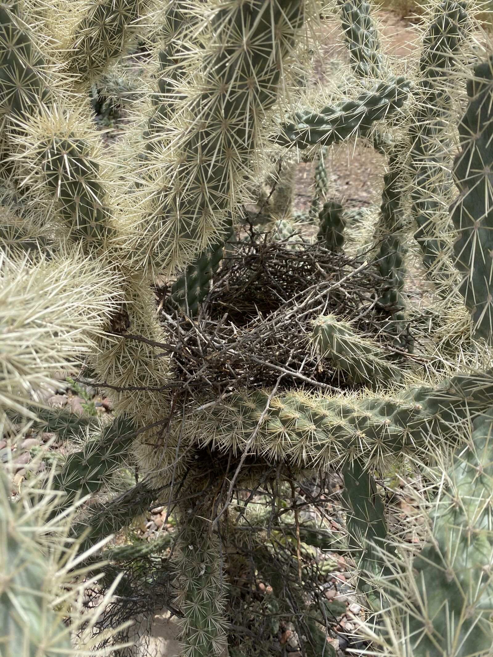 Apple iPhone 11 Pro sample photo. Cactus, nest, bird photography