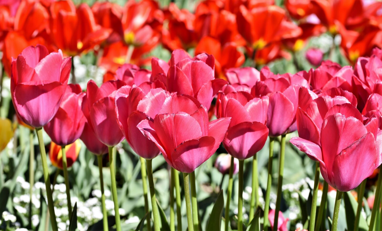 Nikon D7200 sample photo. Tulip, tulip field, blossom photography