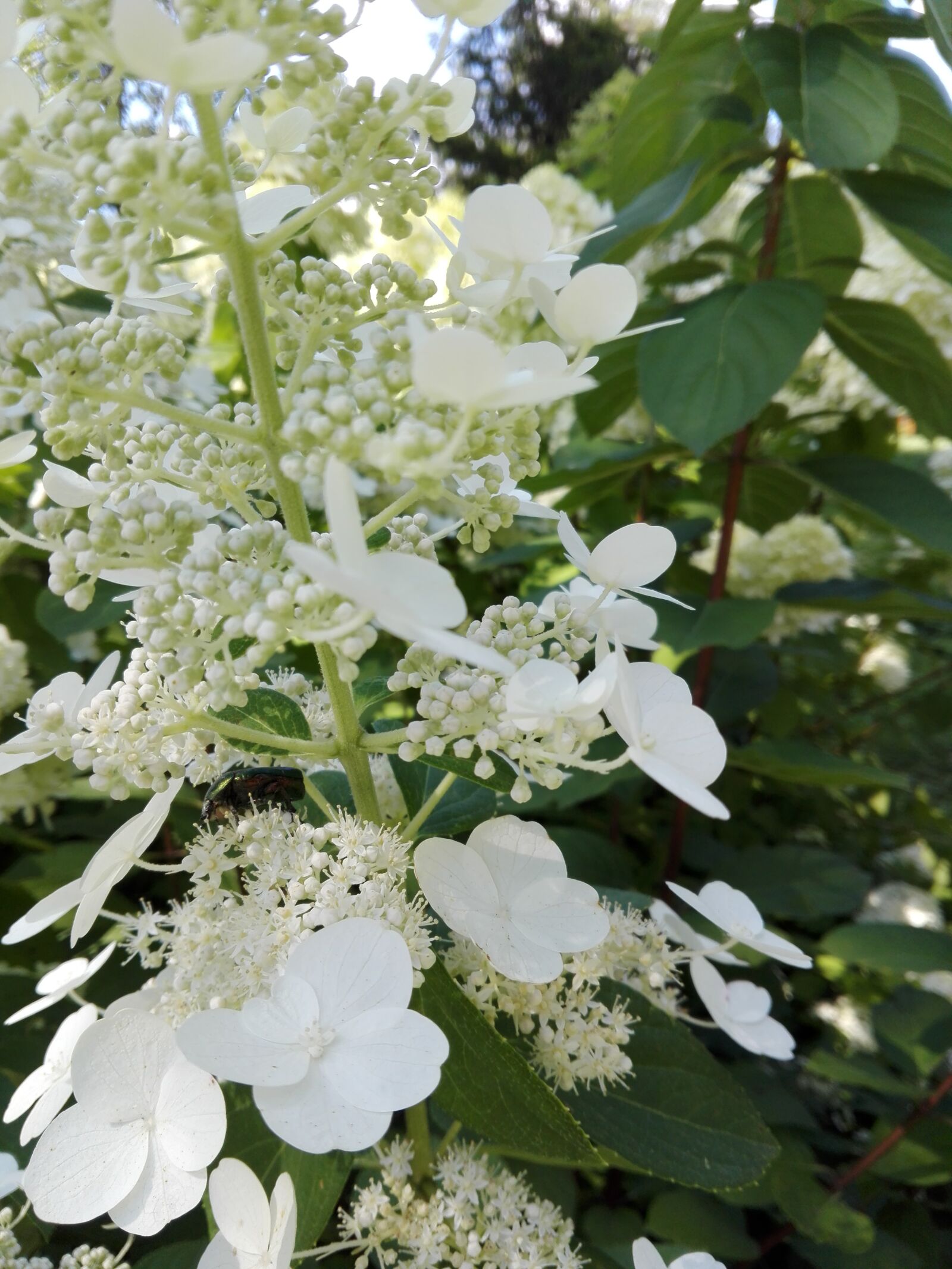 HUAWEI P8 Lite sample photo. Beautiful, flowers photography