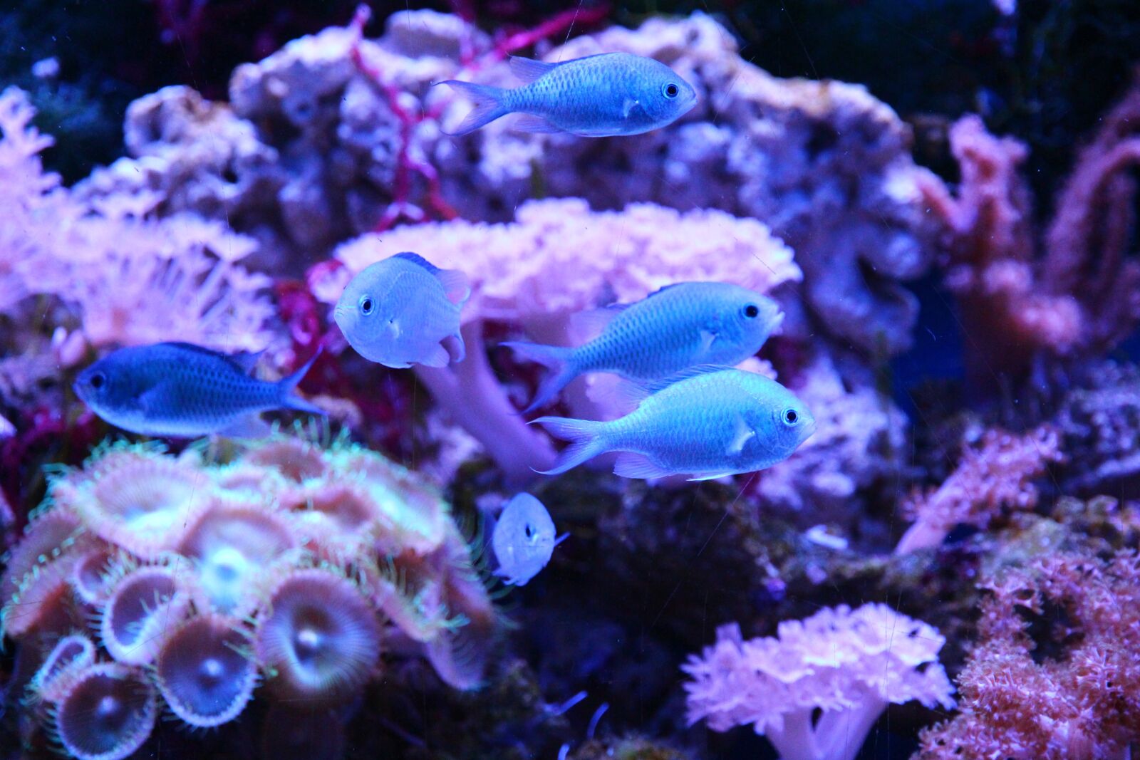 Canon EOS 650D (EOS Rebel T4i / EOS Kiss X6i) sample photo. Green chromis, chromis viridis photography