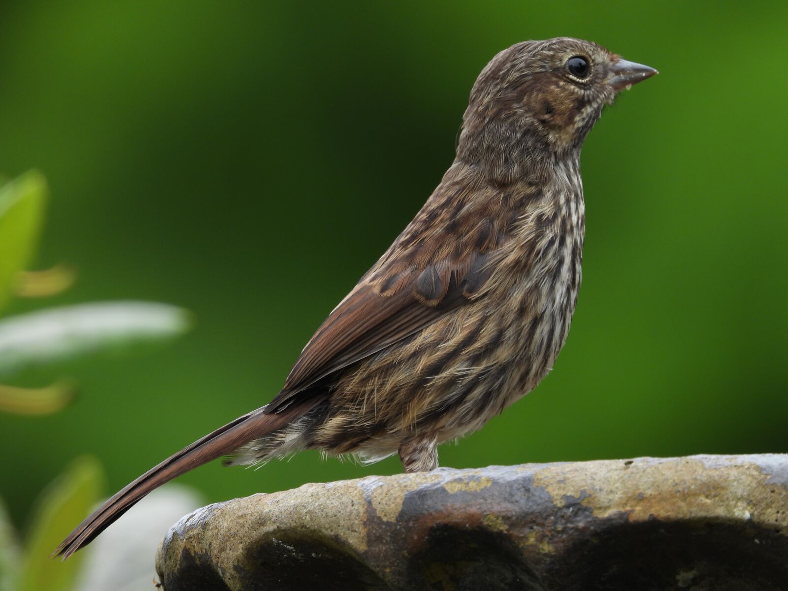 Nikon Coolpix P1000 sample photo. Bird, wildlife, nature photography