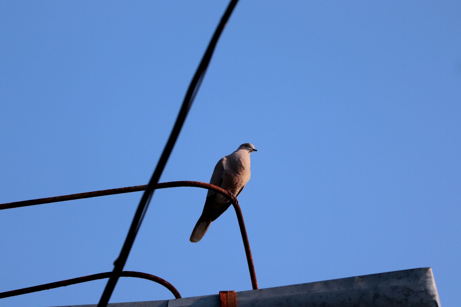 Canon EF 70-300 F4-5.6 IS II USM sample photo. Dove, bird, pigeon photography