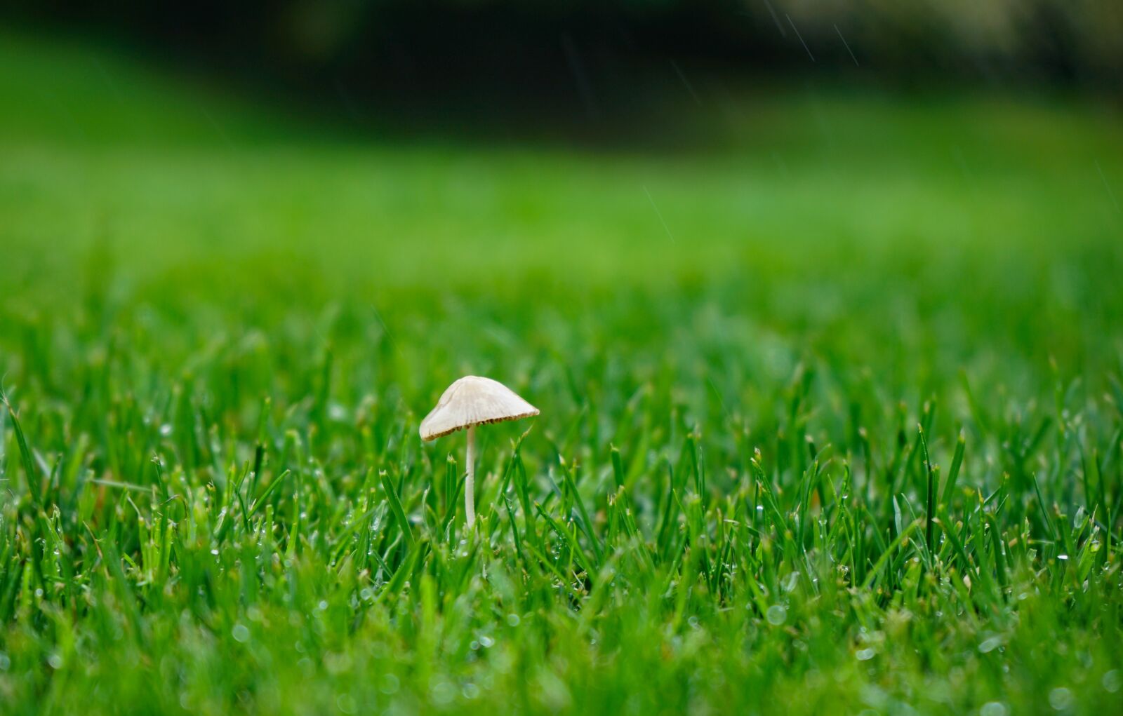 Sony a7 II + Sony FE 28-70mm F3.5-5.6 OSS sample photo. Mushroom, nature, green photography