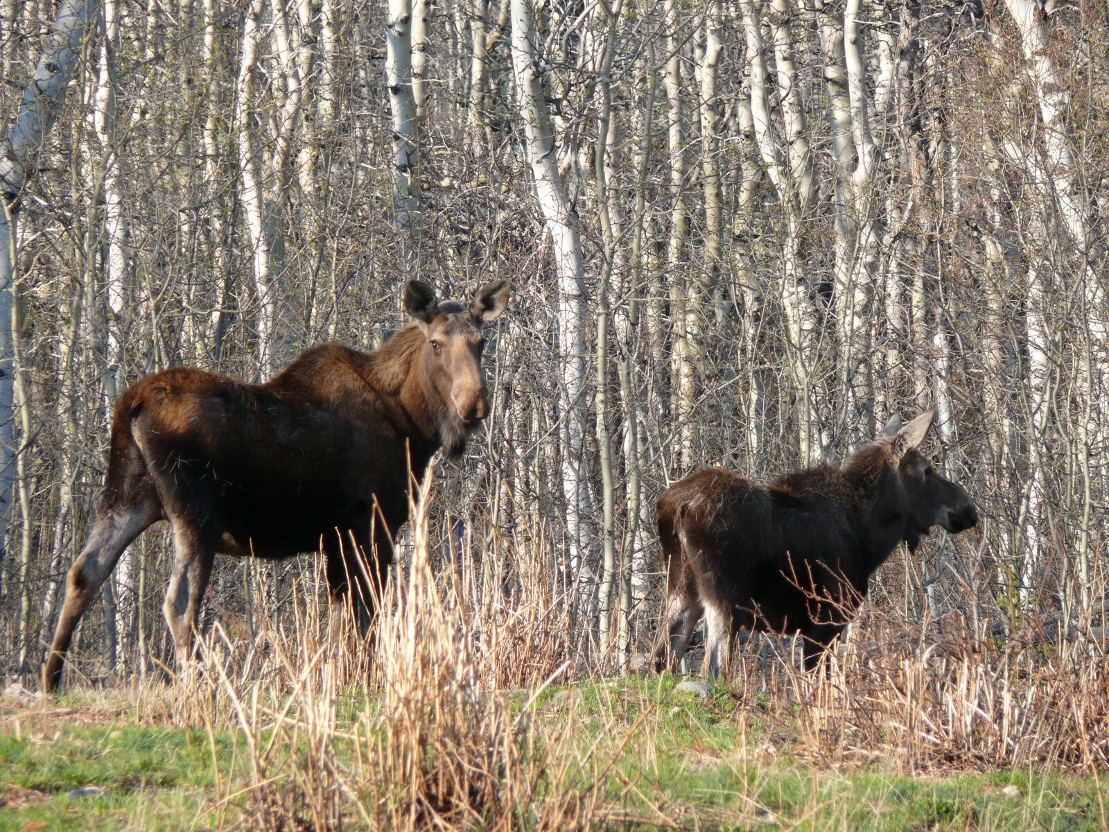 Panasonic DMC-FZ50 sample photo. Moose, canadian, animal photography