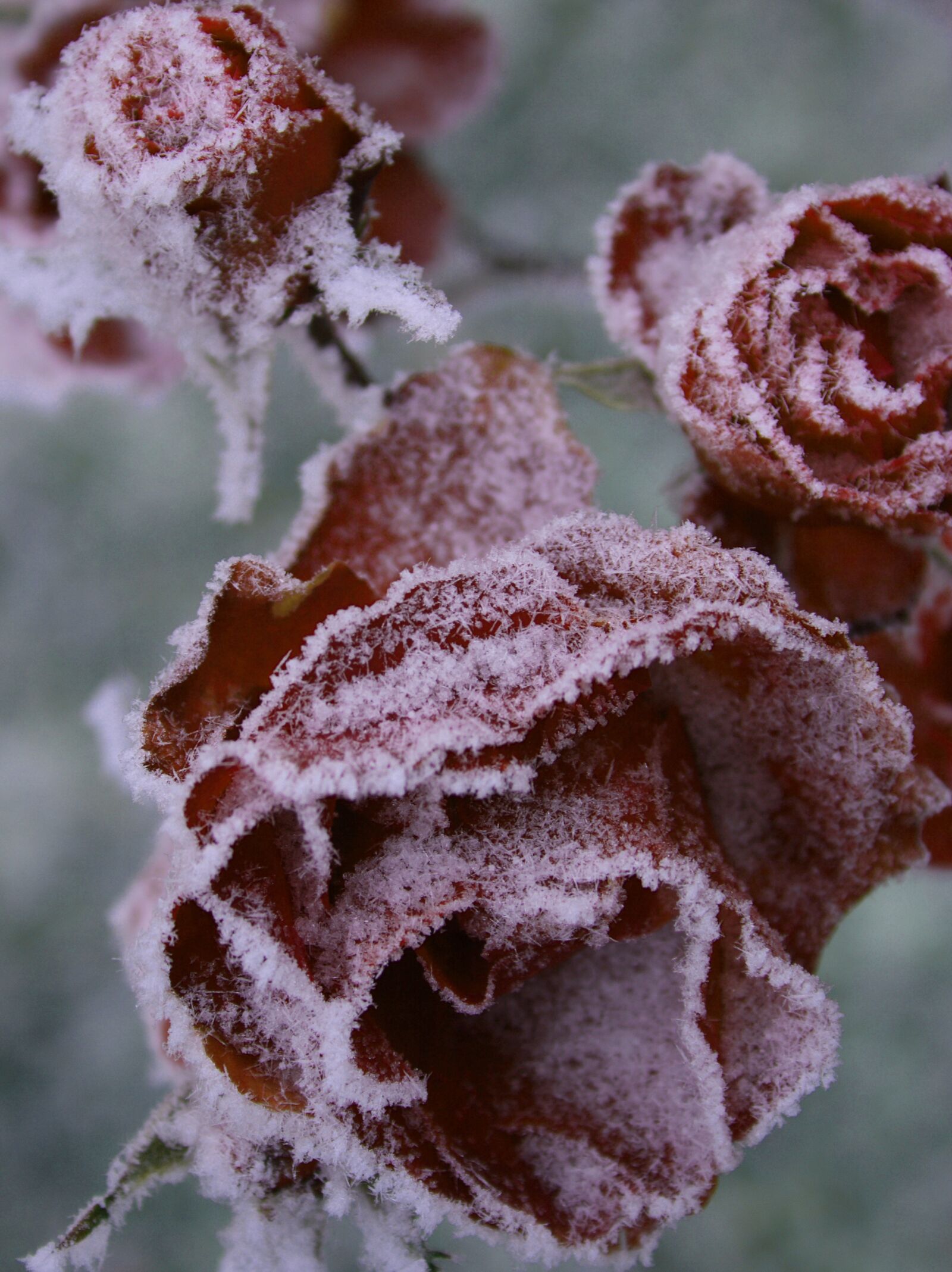 Canon EOS 400D (EOS Digital Rebel XTi / EOS Kiss Digital X) sample photo. Frost, winter, nature photography