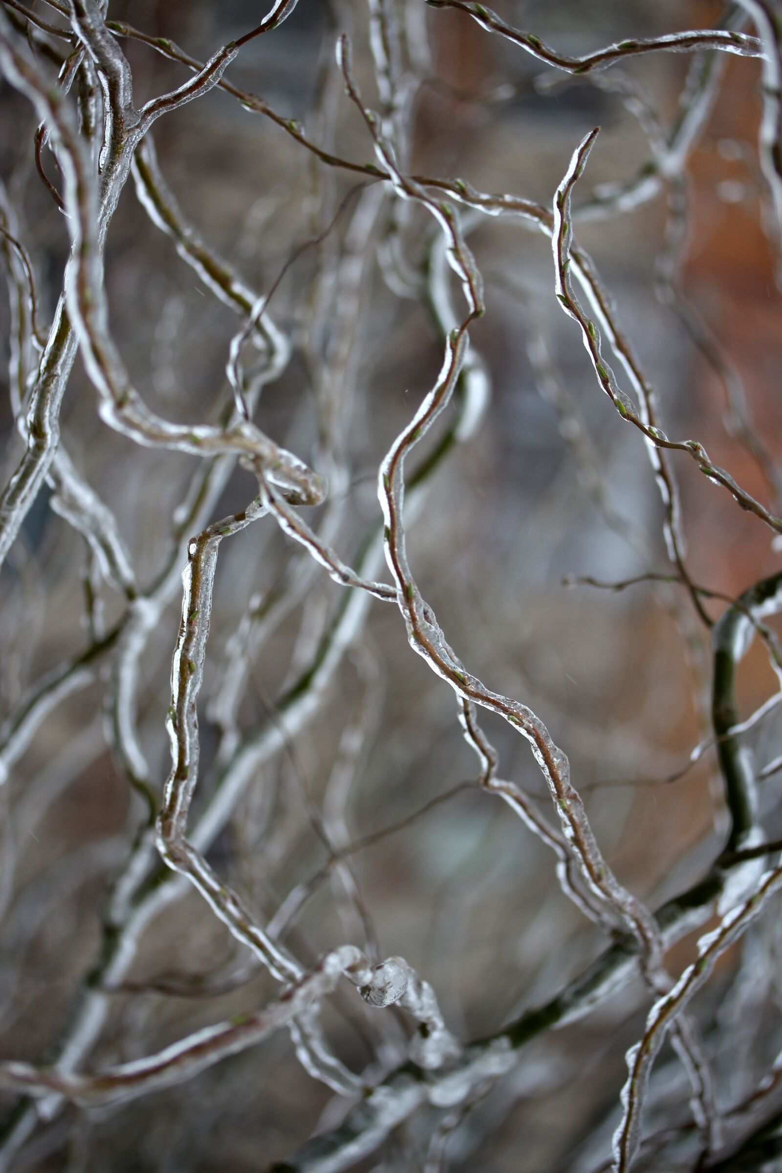 Canon EF-S 60mm F2.8 Macro USM sample photo. Casey, frozen, ice photography