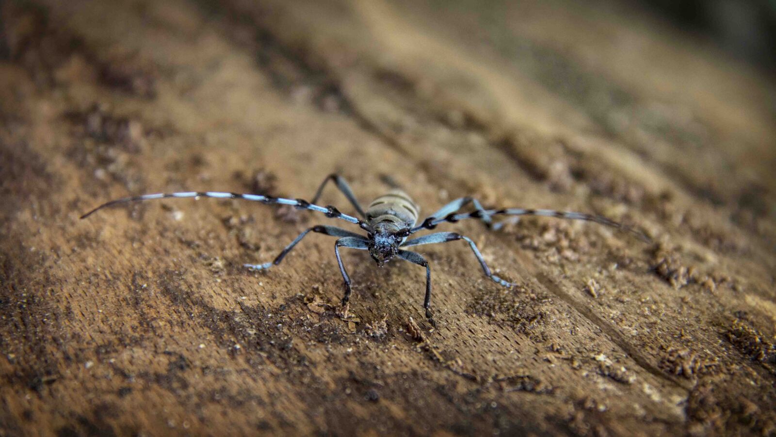 Canon EF-S 18-200mm F3.5-5.6 IS sample photo. Black, and, gray, spider photography
