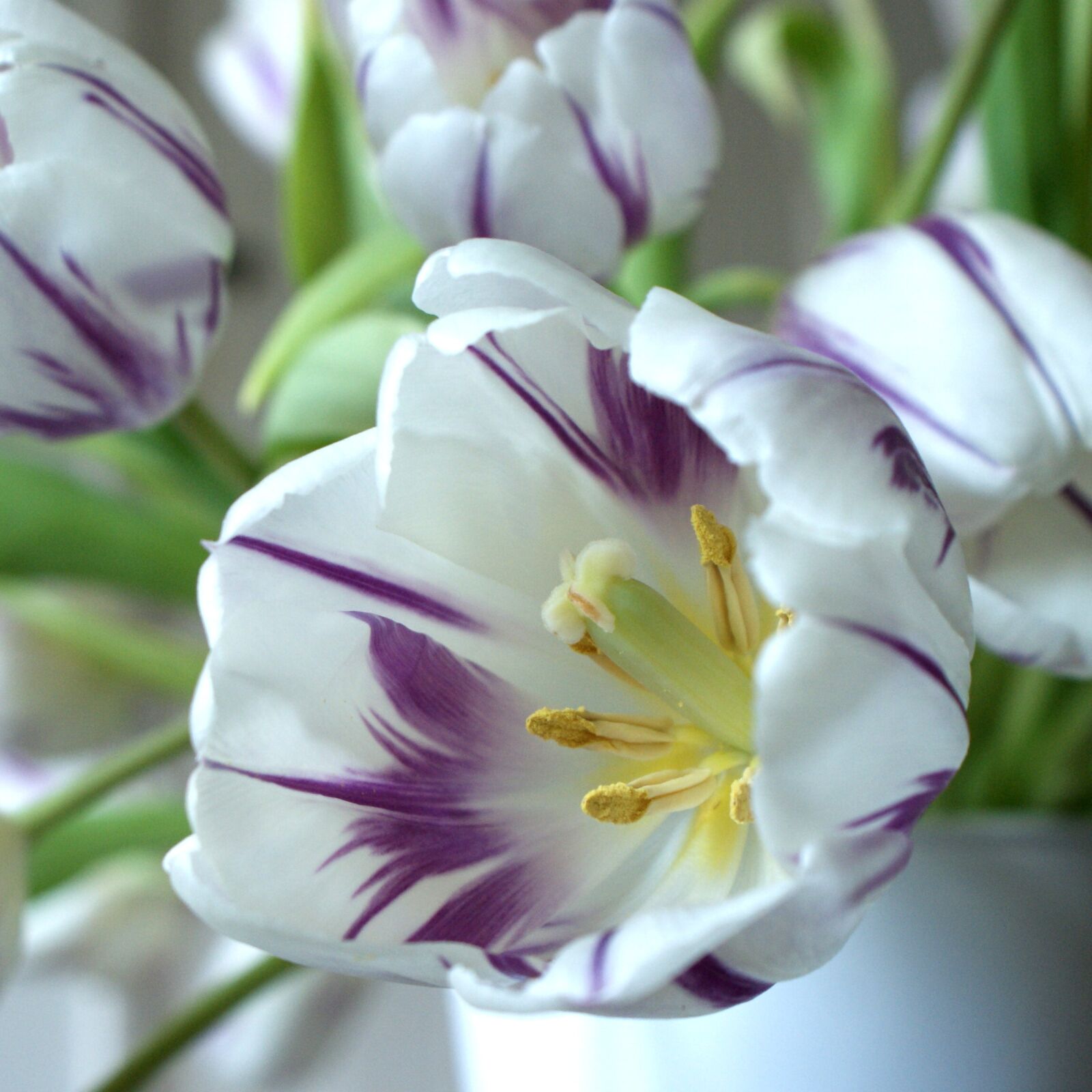 Sony Alpha DSLR-A200 sample photo. Flower, nature, flora photography