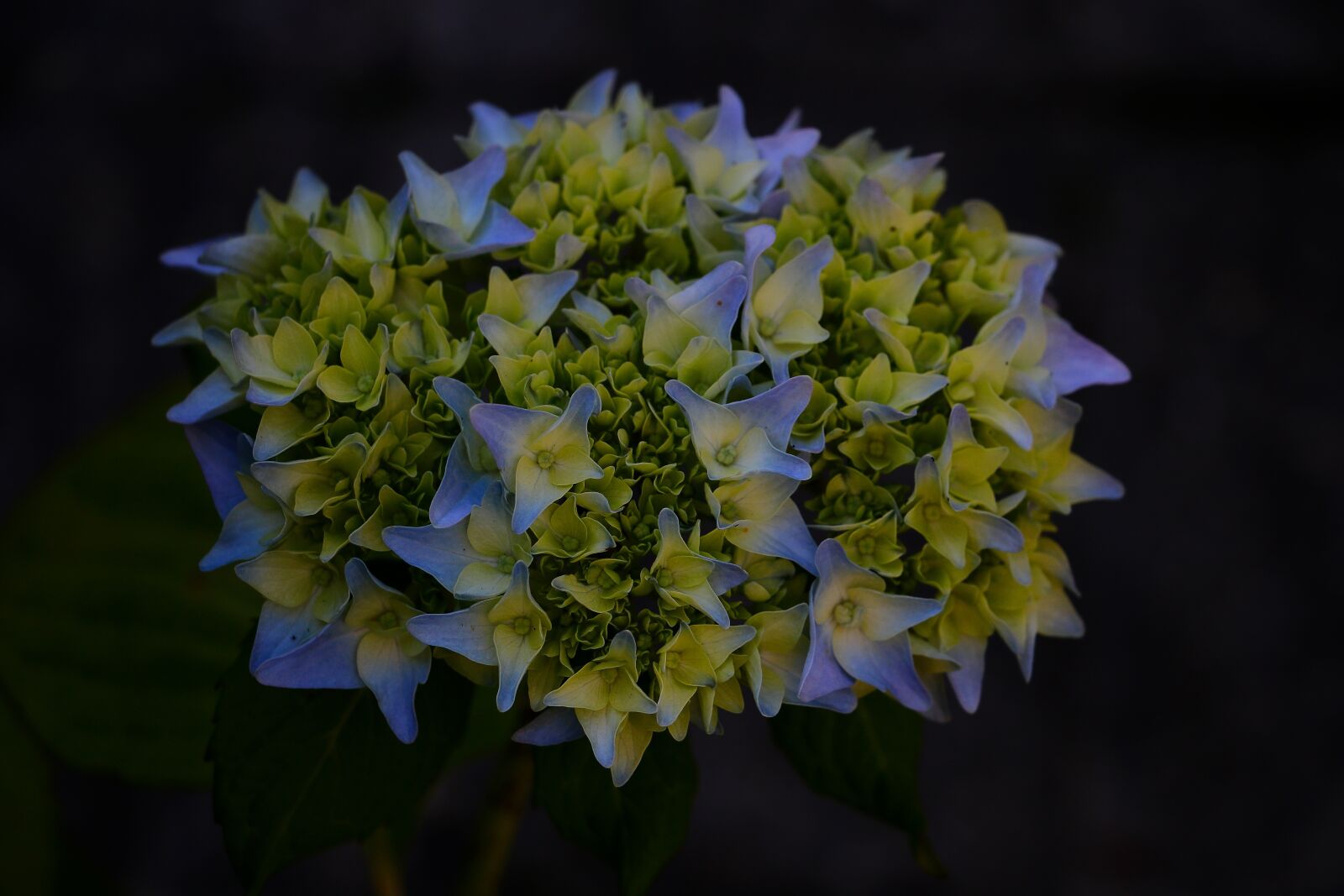 Canon EOS 70D sample photo. Nature, flower, a photography