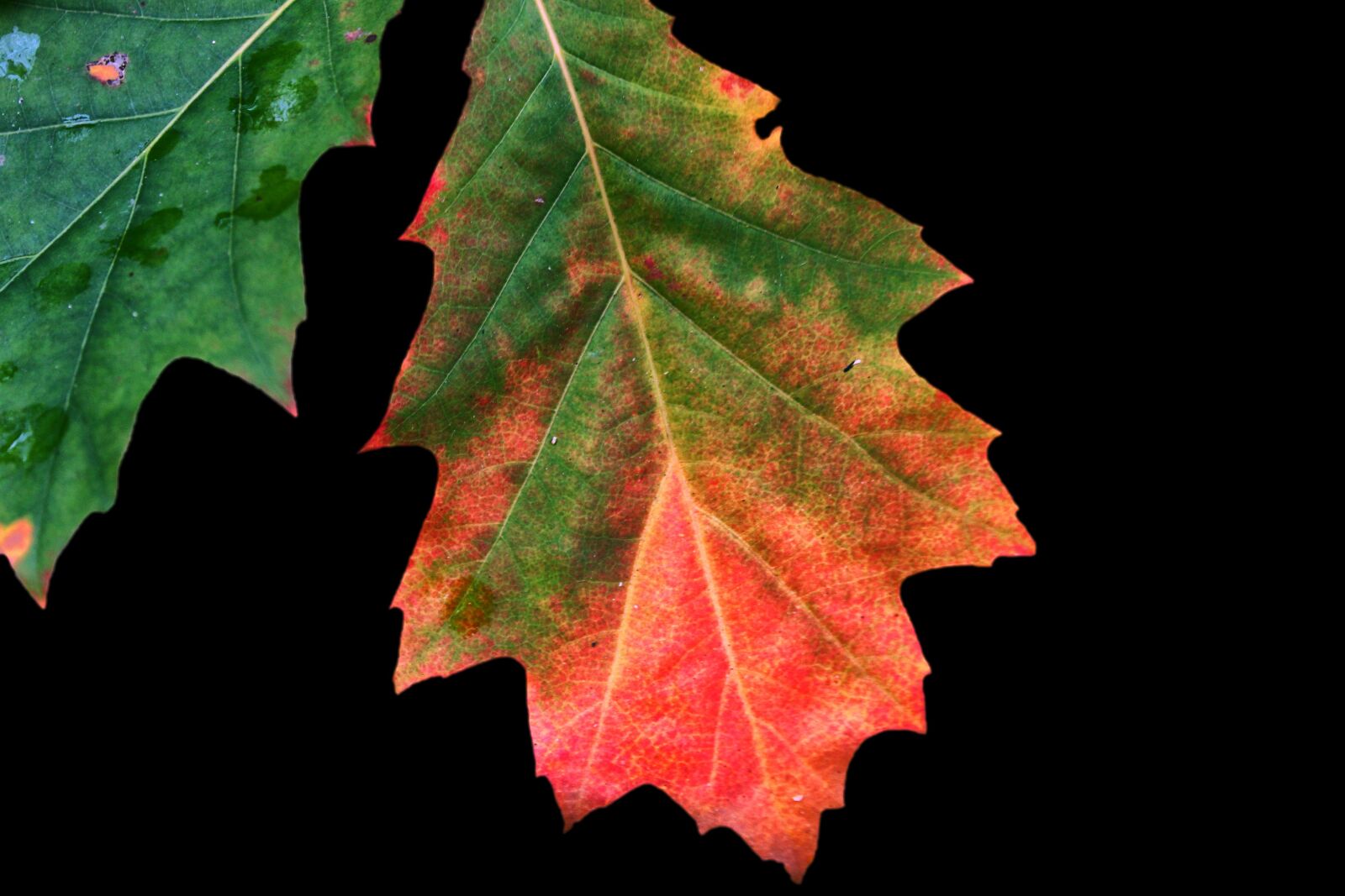 Canon EOS 600D (Rebel EOS T3i / EOS Kiss X5) sample photo. Autumn colours, leaves, fall photography