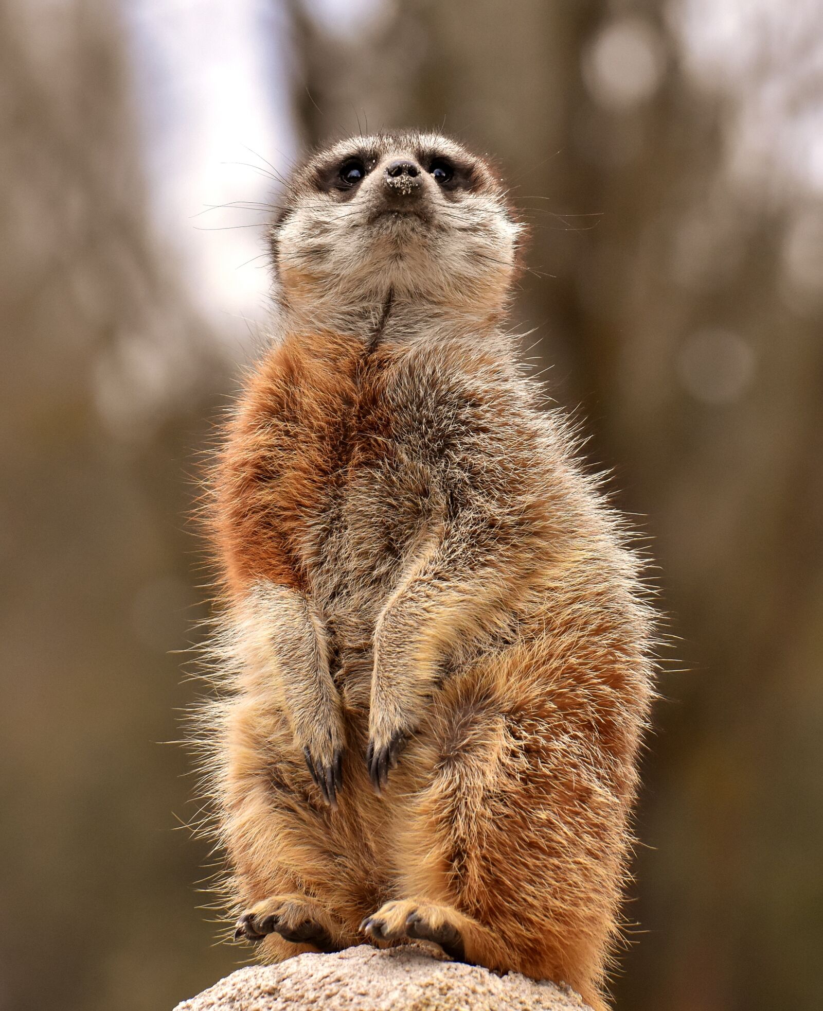 Nikon D7200 sample photo. Meerkat, animal, tiergarten photography