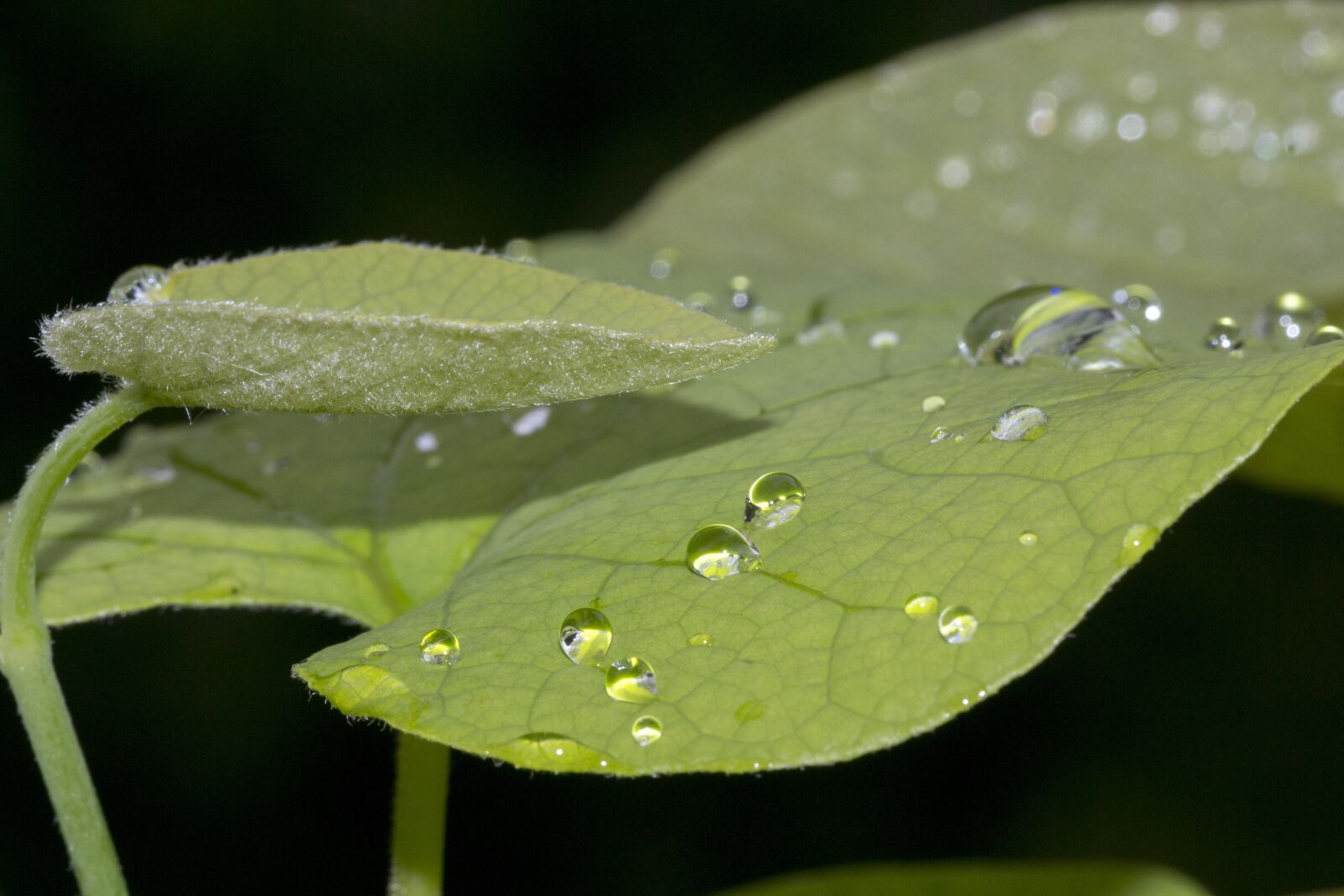 Canon EOS 700D (EOS Rebel T5i / EOS Kiss X7i) sample photo. Leaves, green, dew photography