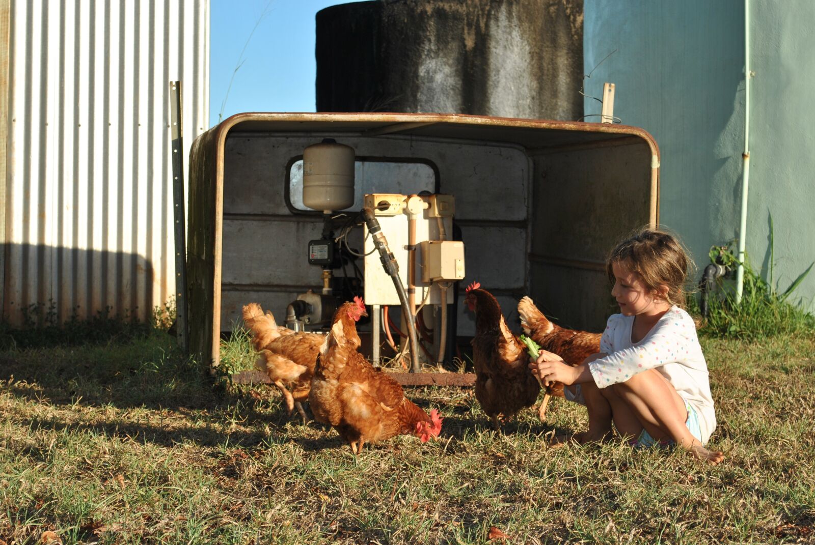 Nikon D3000 sample photo. Chickens, egg, farm photography