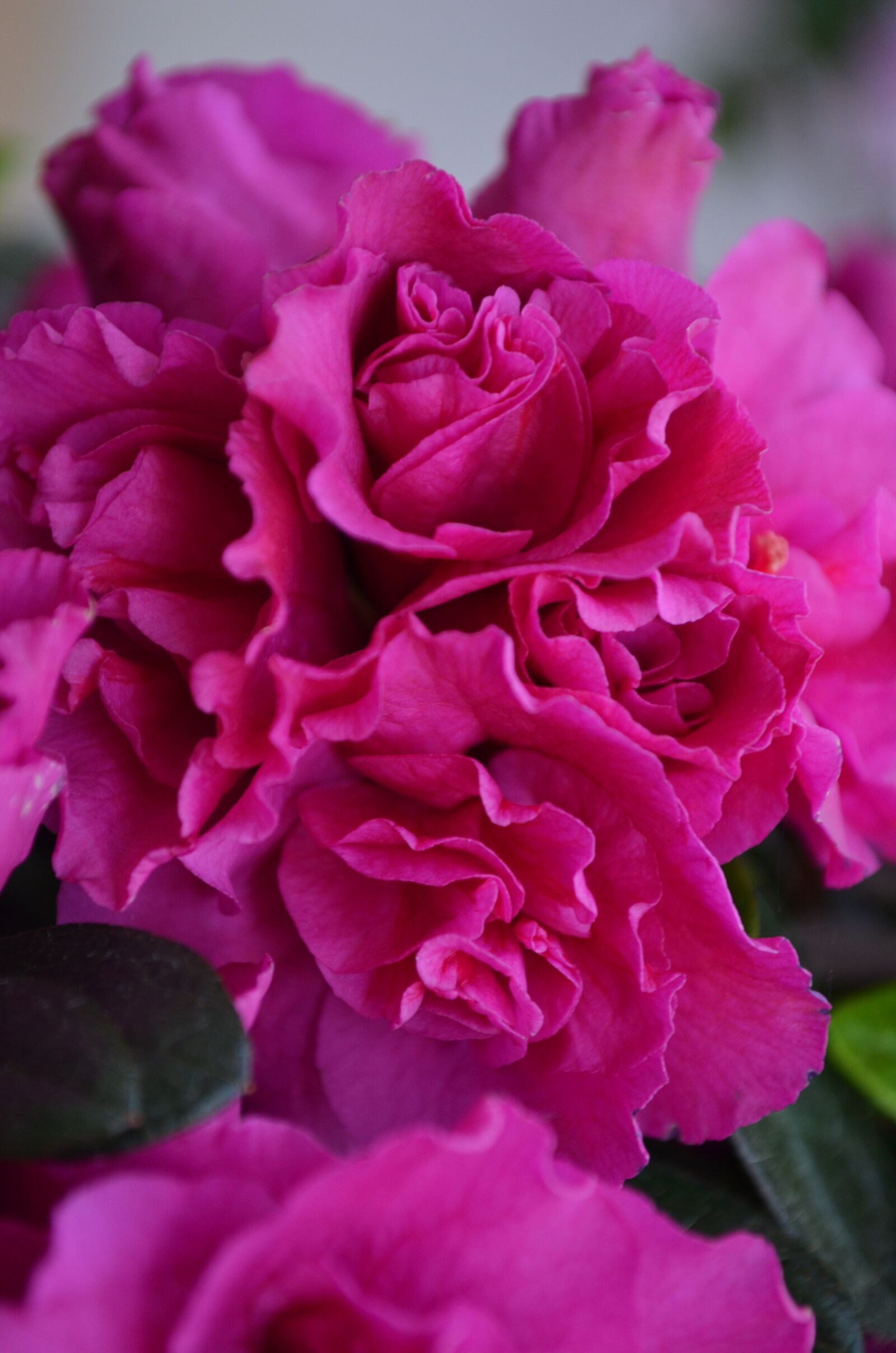 Nikon D5100 sample photo. Flower, pink, azalea photography