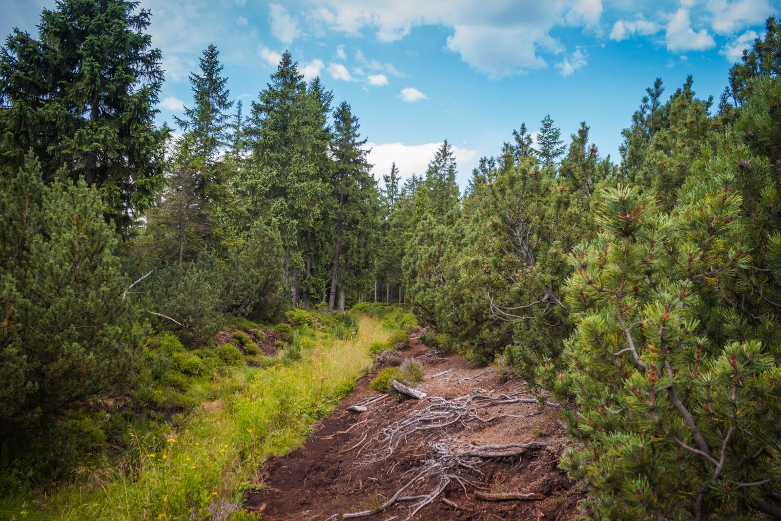 Canon EOS 100D (EOS Rebel SL1 / EOS Kiss X7) sample photo. Peat-bog, roots, trail photography