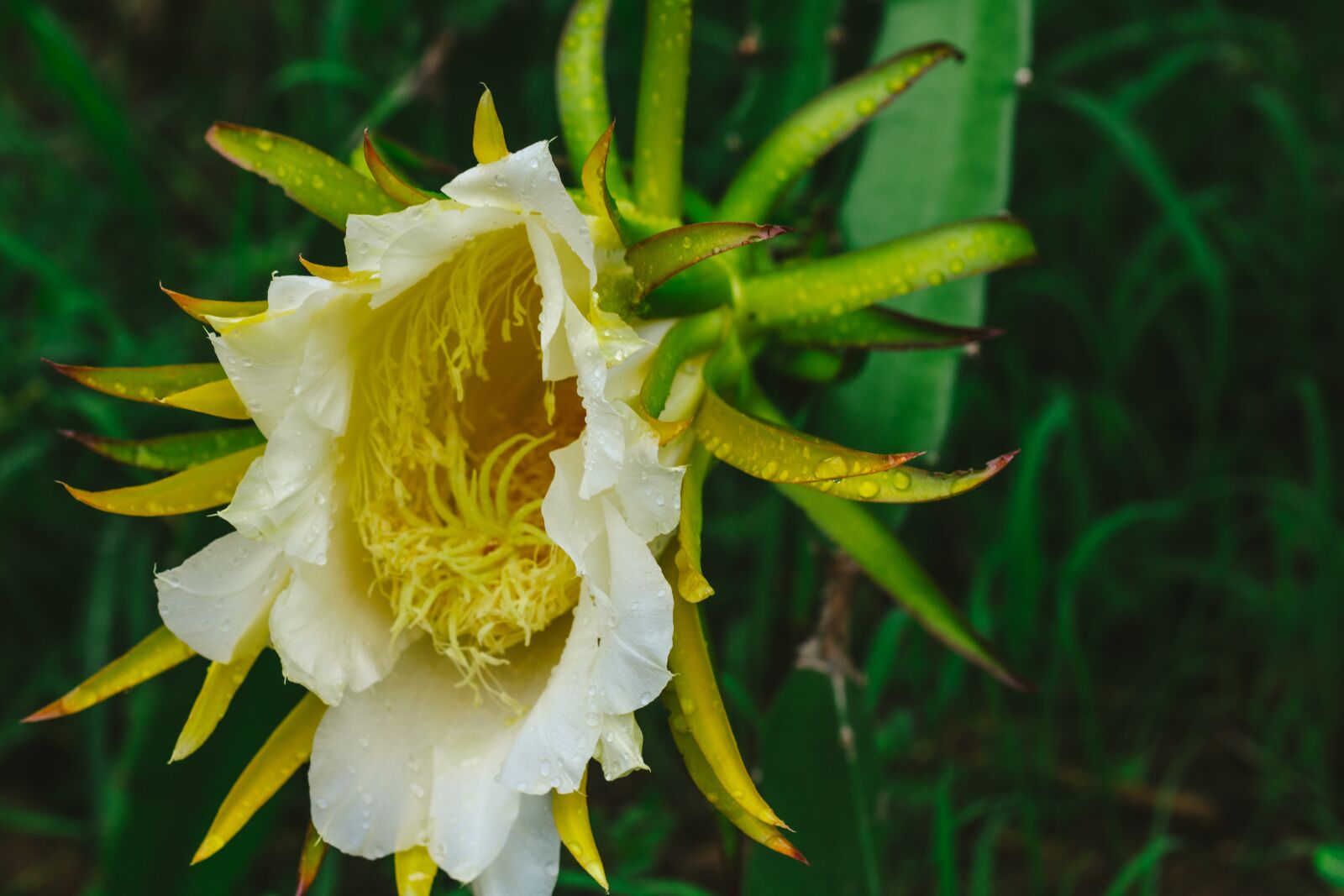 Canon EOS 700D (EOS Rebel T5i / EOS Kiss X7i) + Canon EF 50mm F1.8 STM sample photo. Thorns, dragon fruit, fruit photography
