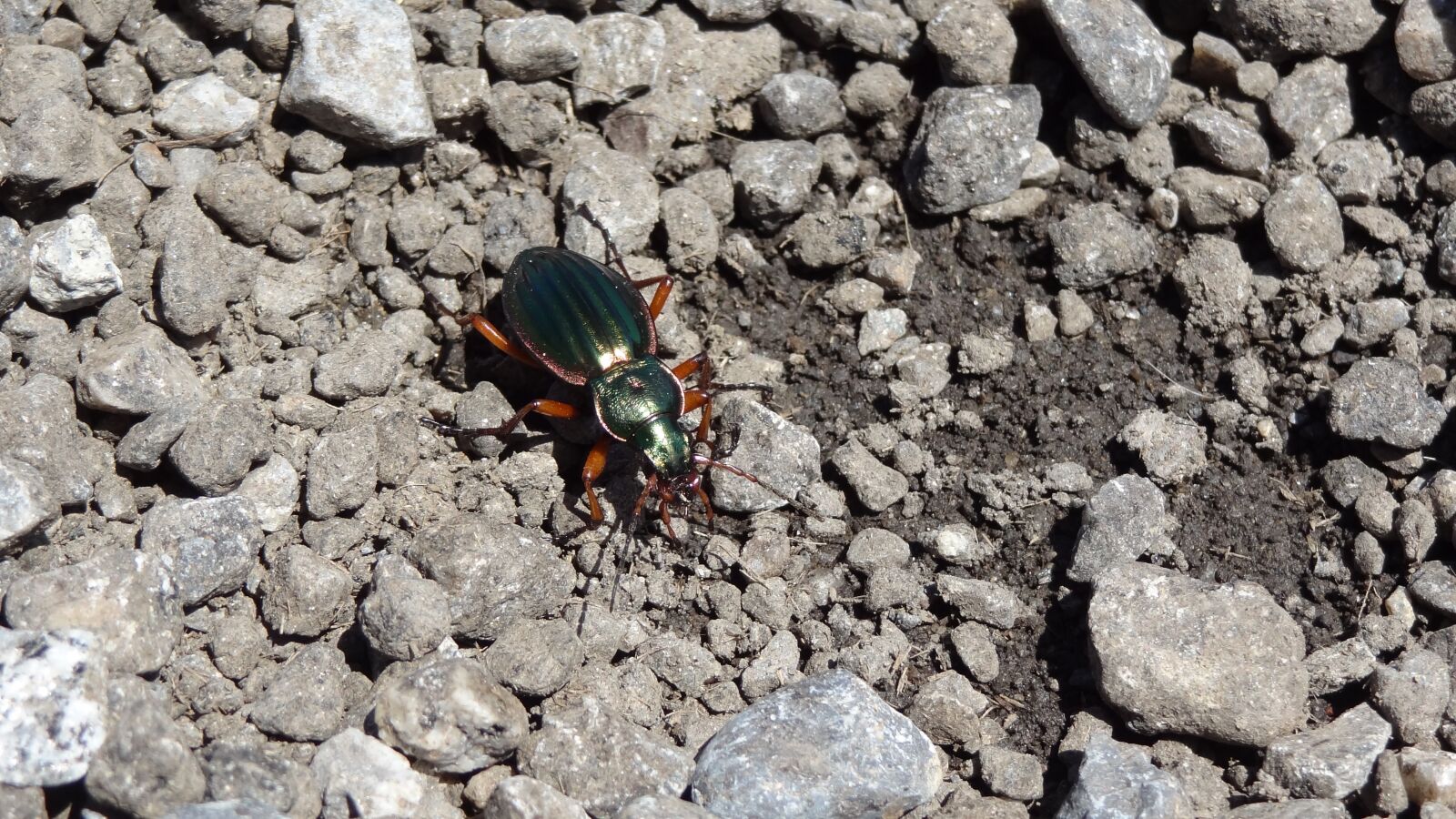 Sony Cyber-shot DSC-HX9V sample photo. Beetle, insect, animal photography