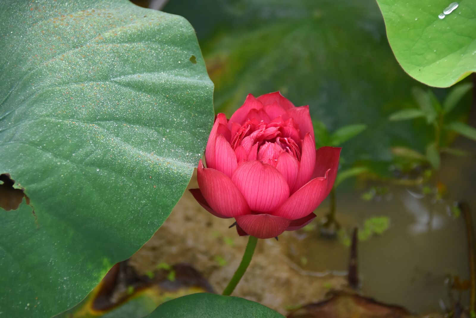Nikon D7200 sample photo. Lotus flowers, red, blooming photography