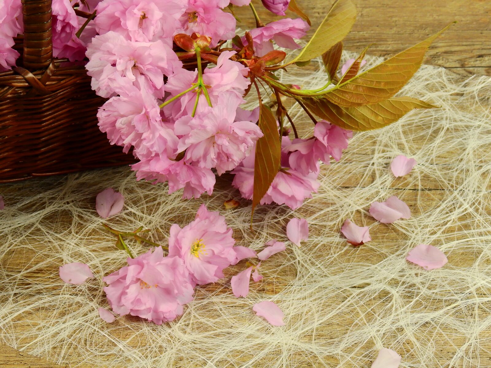 Nikon Coolpix P900 sample photo. Flowers, bloom, pink photography