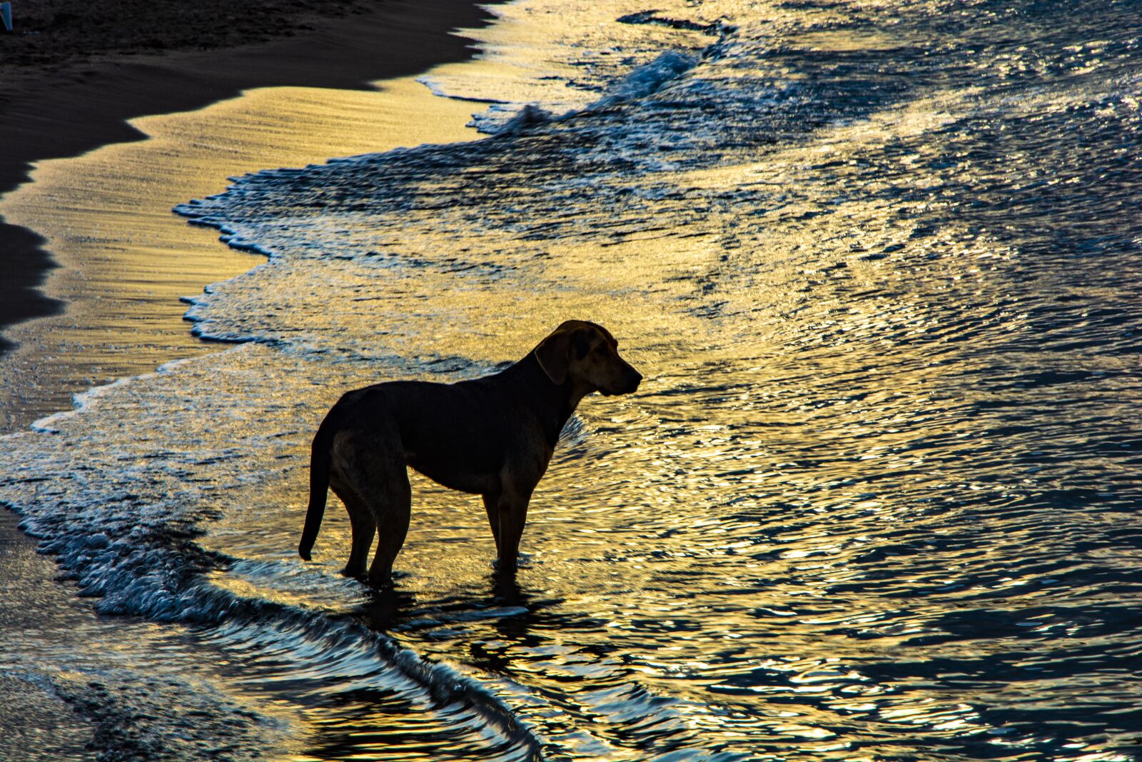 Nikon D5200 sample photo. Nature, dog, animal photography