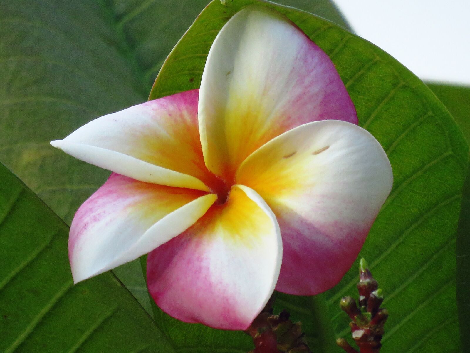 Canon PowerShot SX60 HS sample photo. Flower, single, colorful flower photography