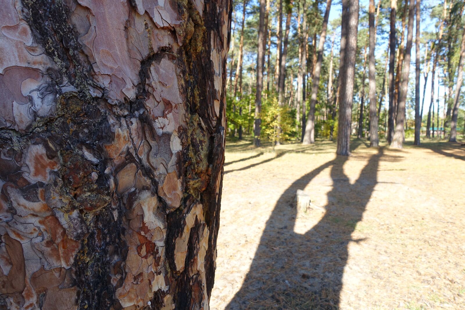 Sony Cyber-shot DSC-RX100 III sample photo. Tree, the bark, bor photography