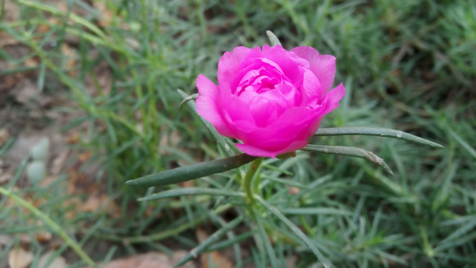 Lenovo VIBE X3 LITE sample photo. Pink flower, green leaves photography
