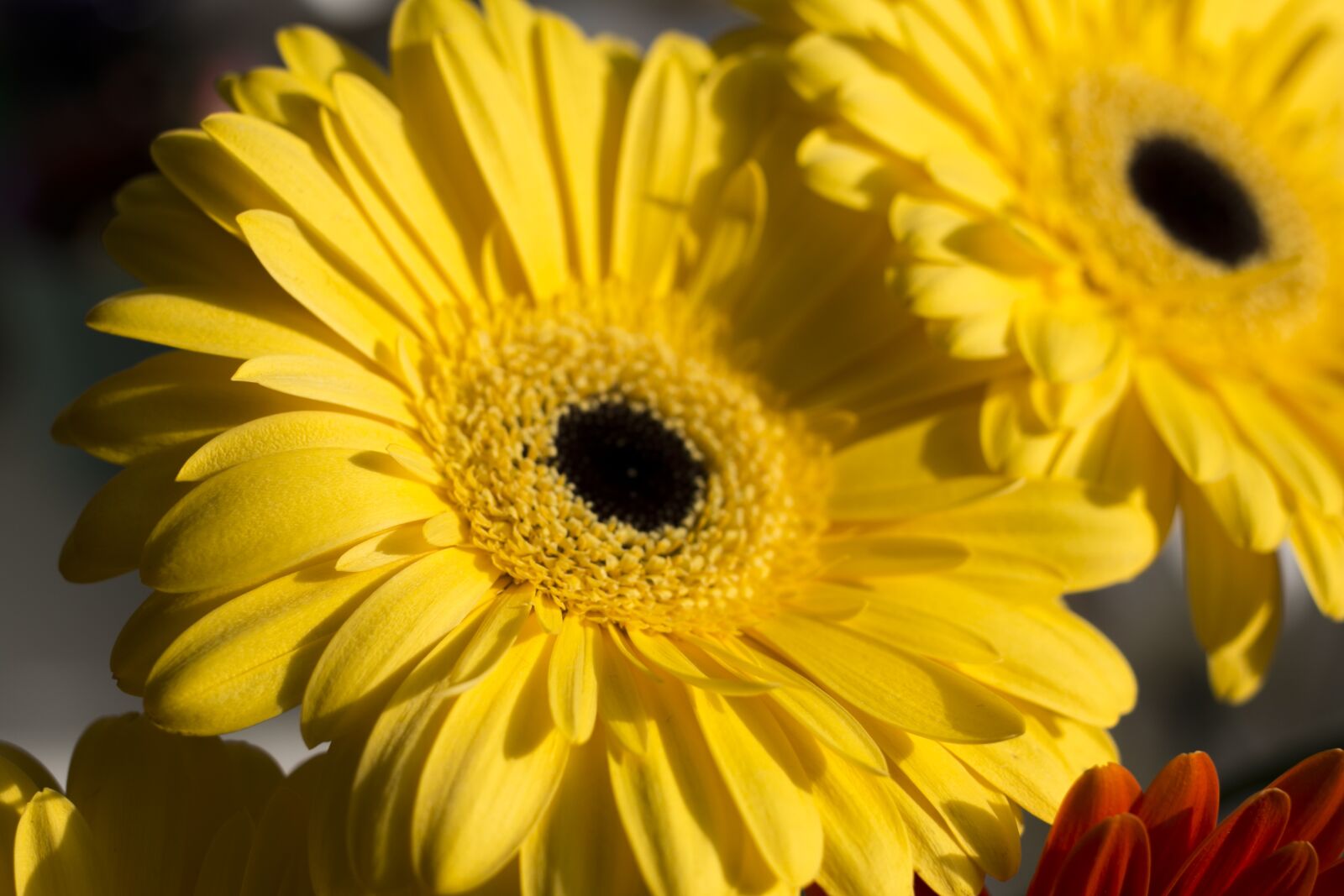 Canon EOS 70D + Canon EF 40mm F2.8 STM sample photo. Gerbera, flowers, flower photography