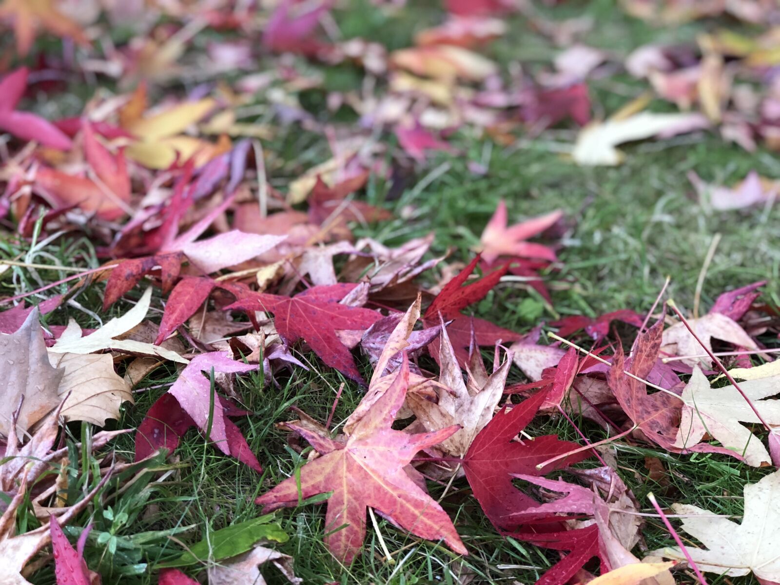 Apple iPhone 8 Plus sample photo. Autumn, leaves, colorful photography