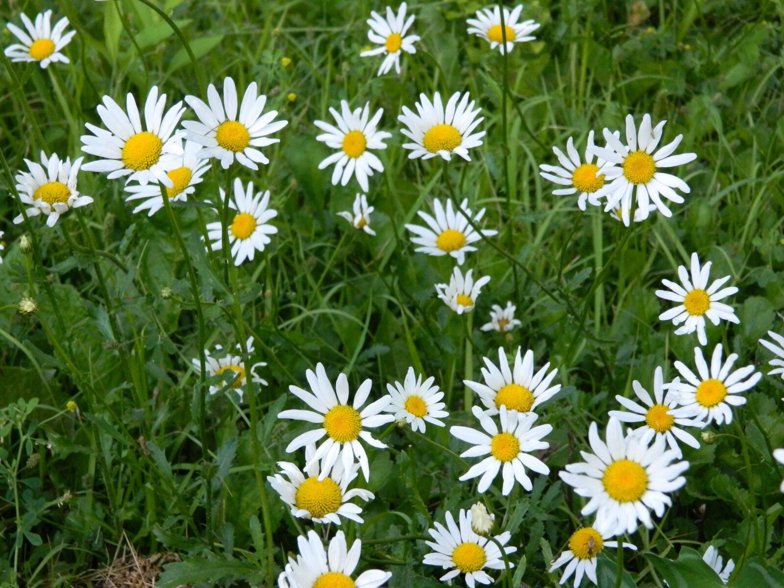 Nikon COOLPIX L310 sample photo. Daisy, daisies, flower photography