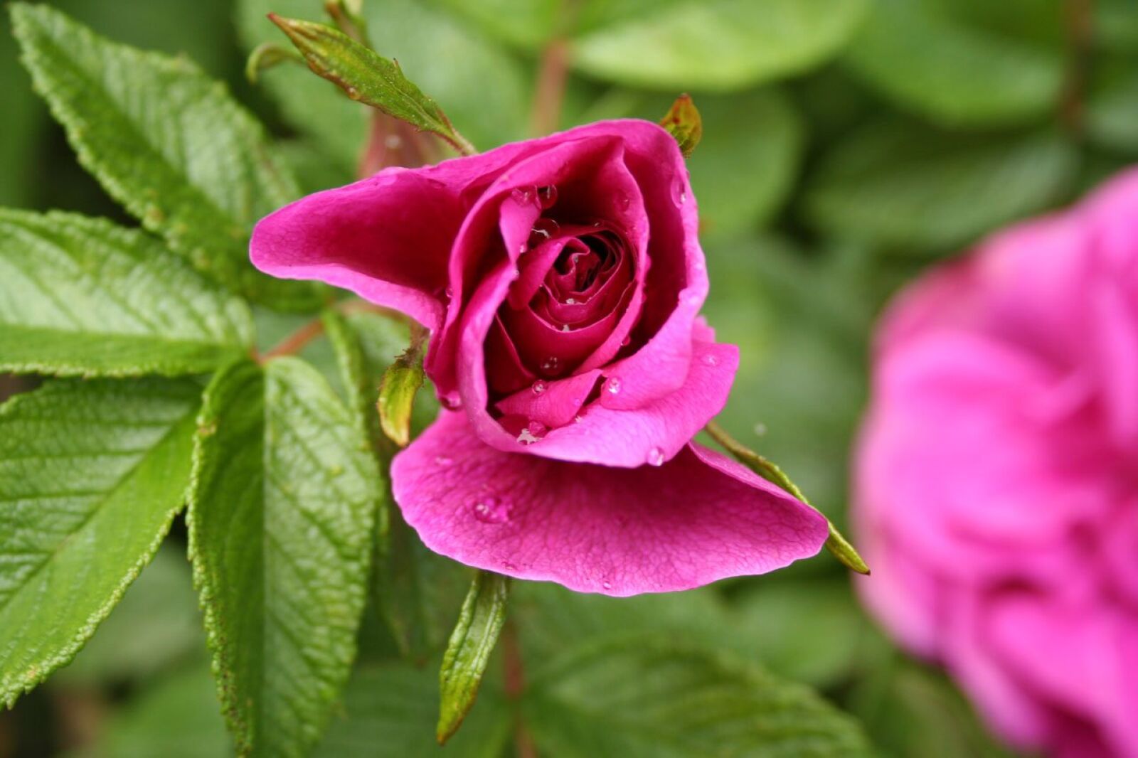 Canon EOS 350D (EOS Digital Rebel XT / EOS Kiss Digital N) sample photo. Beautiful, beauty, bloom photography