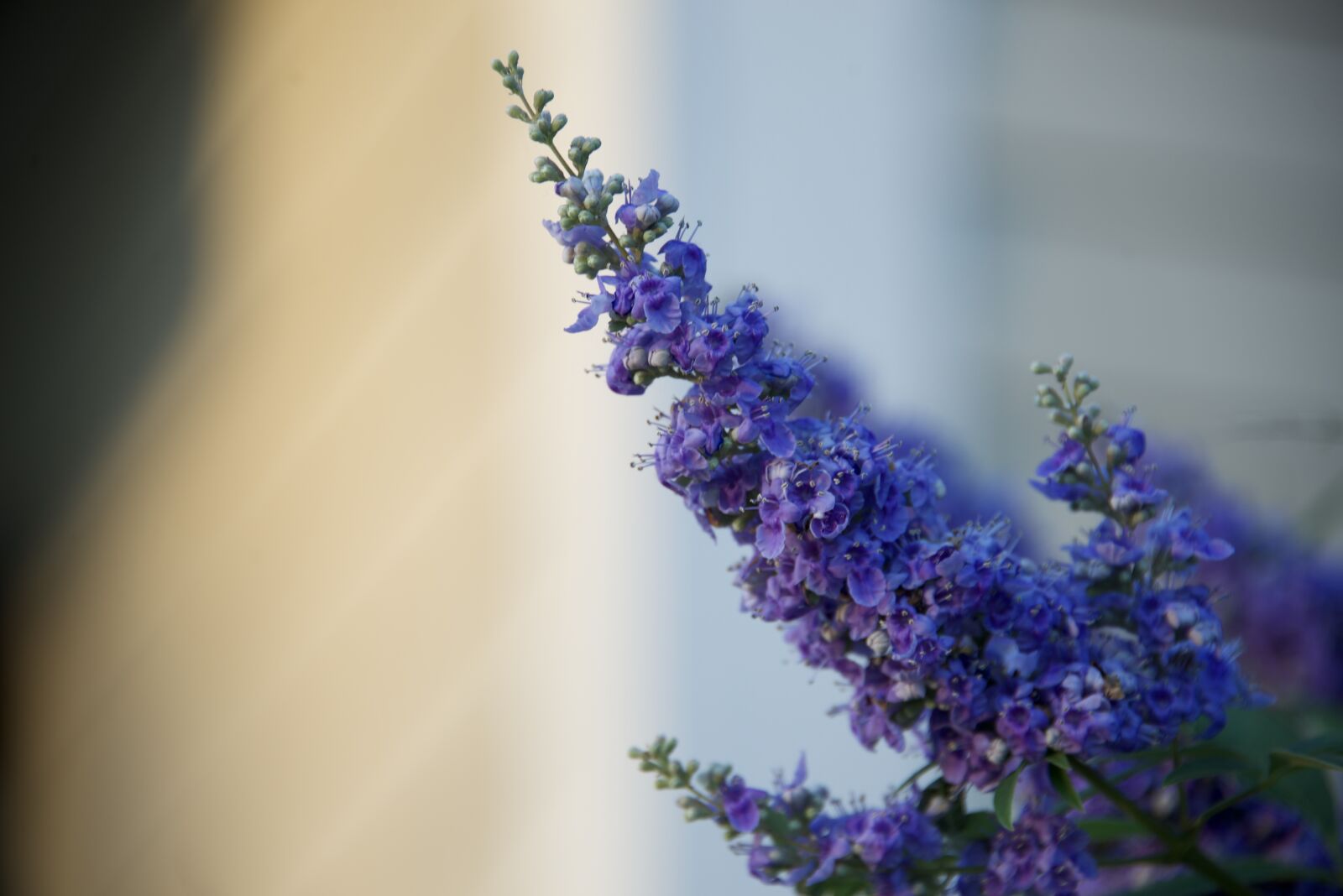 Nikon D610 sample photo. Blur, flower, bloom photography