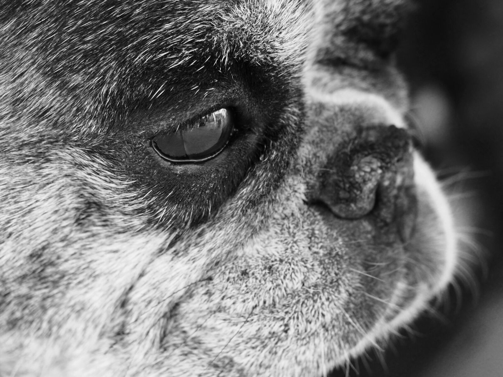 OLYMPUS M.14-150mm F4.0-5.6 II sample photo. French bulldog, dog, pet photography
