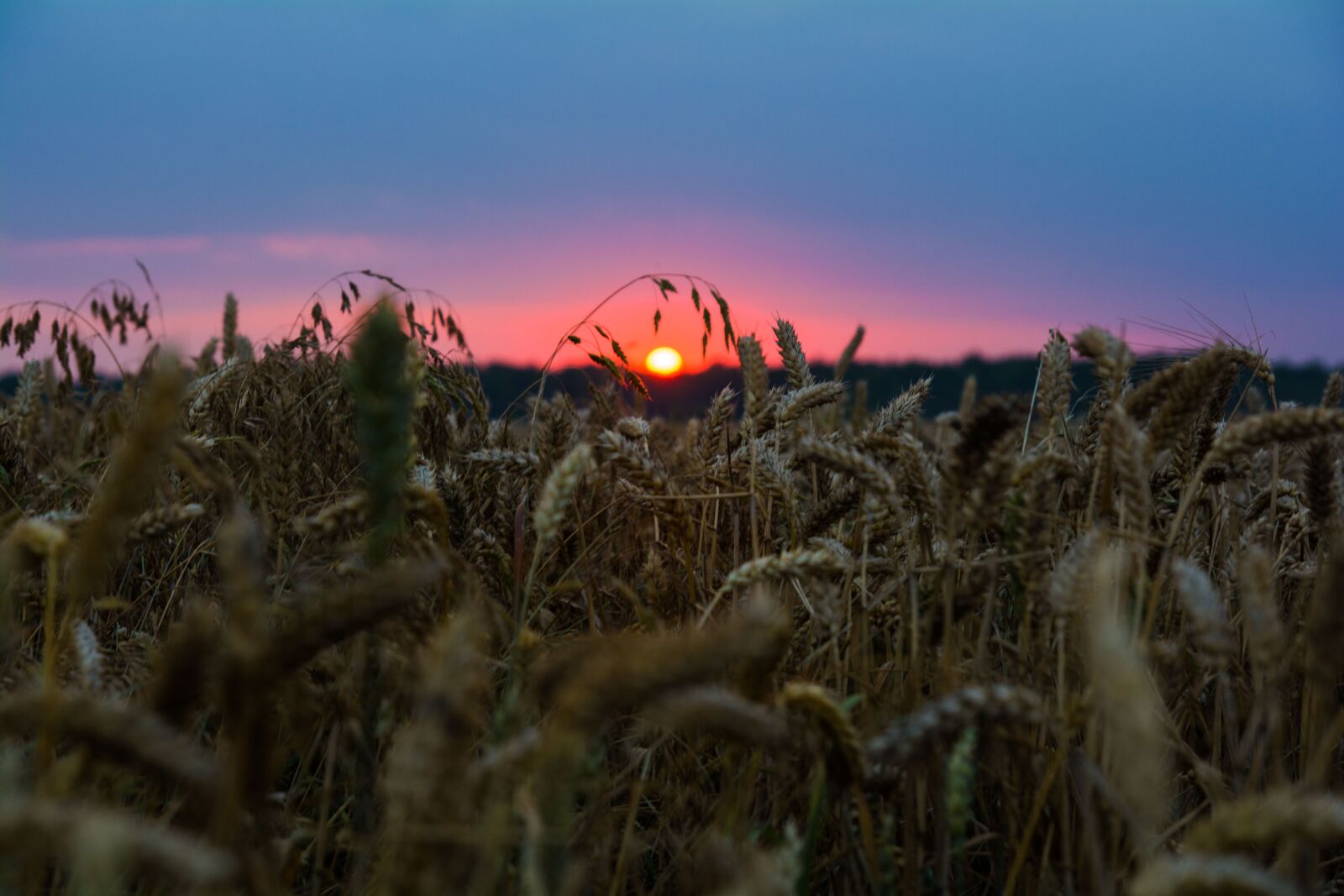 Nikon D7100 sample photo. Wheat, nature, sunset photography