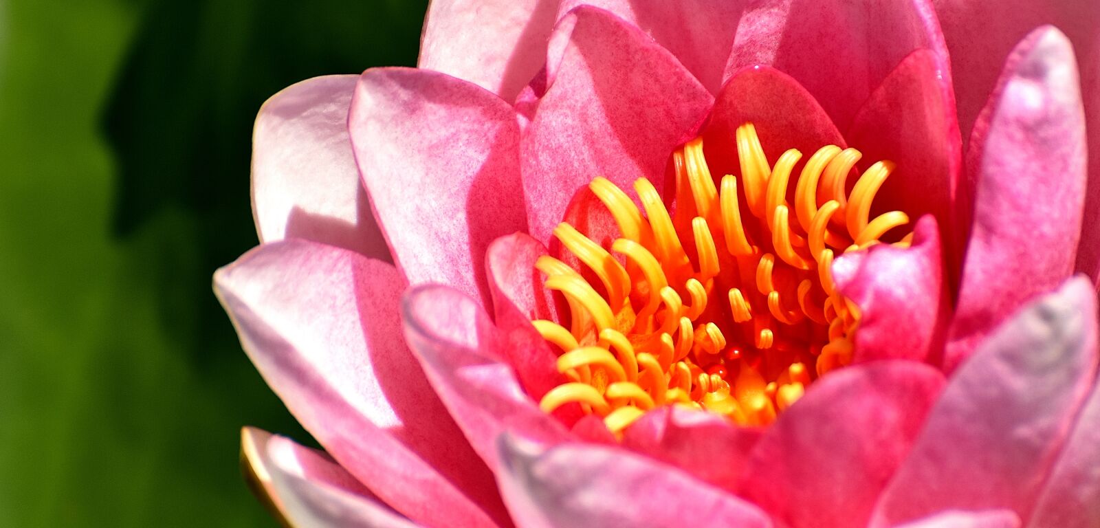 Nikon D7200 sample photo. Water lilies, pink, white photography