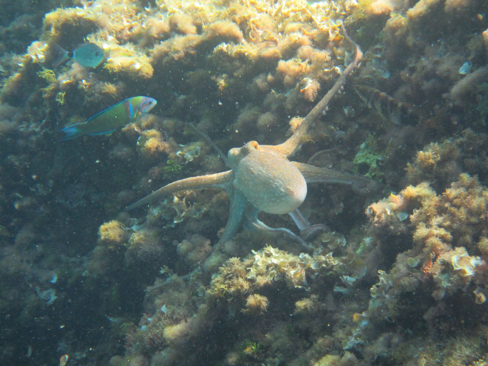 Canon PowerShot D30 sample photo. Squid, sea, octopus photography