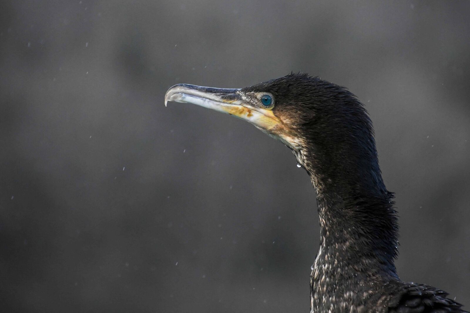 Nikon D500 sample photo. Wildlife, wading bird, water photography